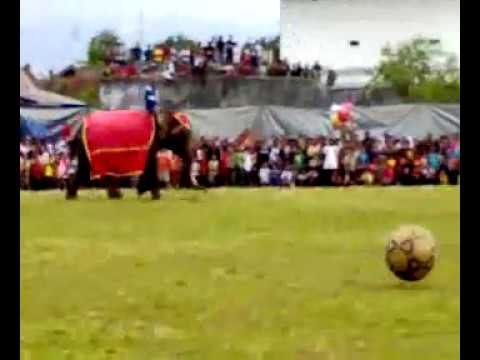 gajah main bola? beneran nih.???? - YouTube