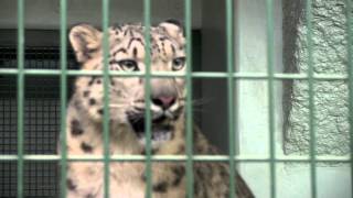 ユキヒョウ　シジムのかわいい鳴き声~Snow Leopard crying