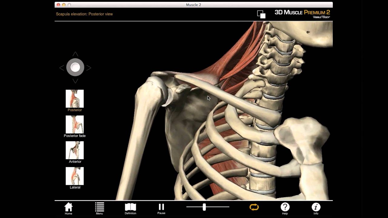 Scapula Elevation muscle action with Muscle Premium - YouTube