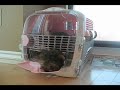 Houdini Puppy Escapes Crate