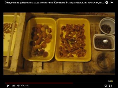 Агератум выращивание и уход. Когда сеять семена на рассаду Агератум посадка и уход в открытом грунте, фото сортов