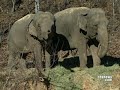 The Animal Odd Couple