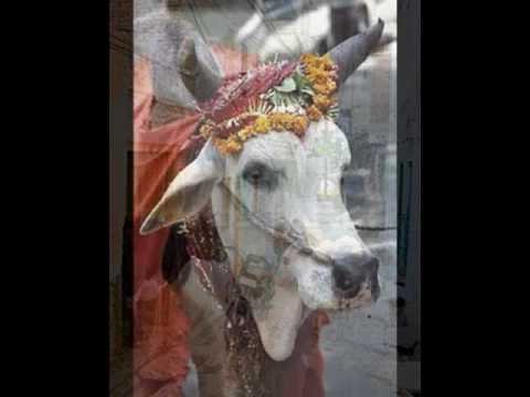 Reader's Theater Hindu Cows Sacred - YouTube