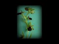 Orquideas de León: Ophrys