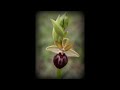 Orquideas de León: Ophrys