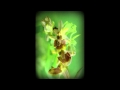 Orquideas de León: Ophrys