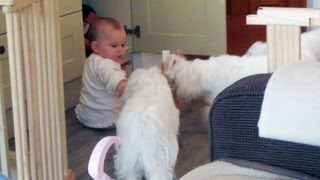 BABY FEEDS PACK OF DOGS!