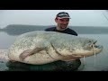 SMALL ROD VS 220 POUNDS CATFISH - HD by YURI GRISENDI
