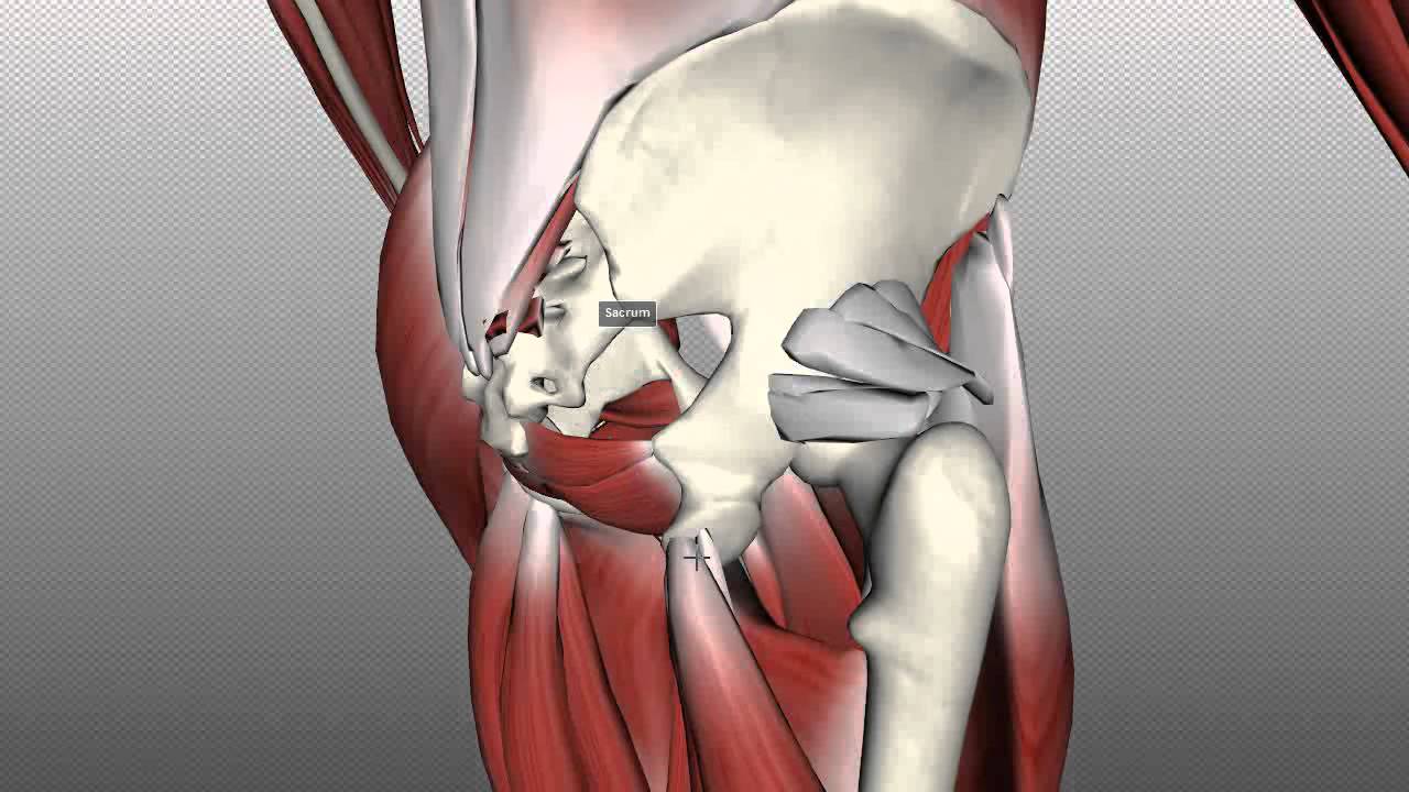 Muscles Of The Gluteal Region - Part 2