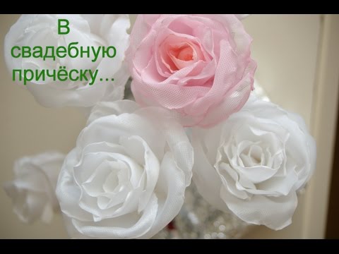 Выращивание органов в свиньях 87