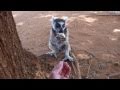 Notre copain lémurien - Part.1 - Madagascar - Fort-Dauphin - Berenty