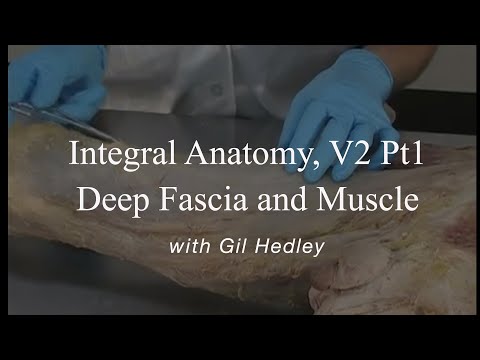 Integral Anatomy V2 pt1: Deep Fascia and Muscle - YouTube