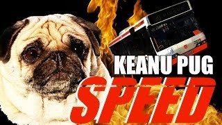 Speed With a Pug