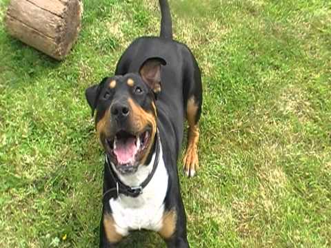 rottweiler terrier rottweiler x bull terrier puppy rottweiler terrier rottweiler x bull terrier puppy