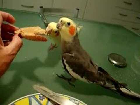 youtube sirds singing youtube sirds singing