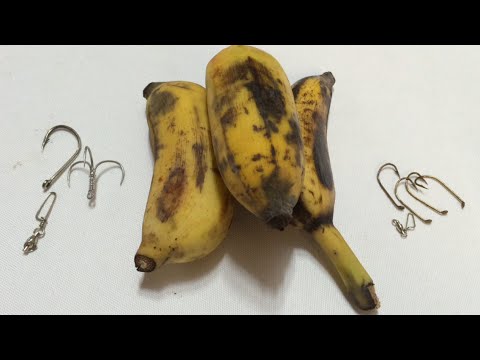 DIY - Fishing Tips- How to Hook Bananas for River Catfishing(33) Móc Chuối Câu Cá Tra