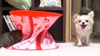 猫に倍返しする犬 - Dog fights back against Cat -