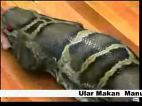 Ular Makan Makan Manusia - YouTube
