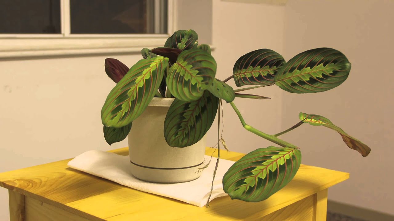 Prayer Plant Time Lapse YouTube