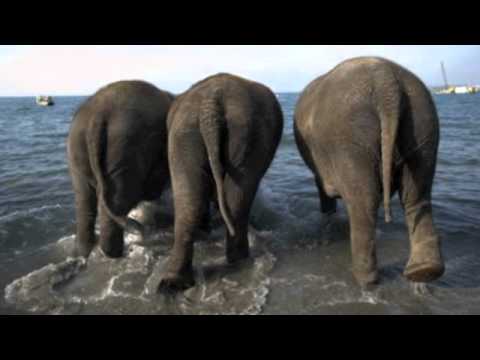 Elephants Have Wrinkles - YouTube