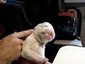 Funny Baby Boxer. Taking Medicine.