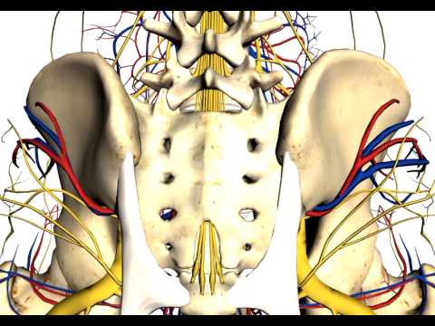 iliac bone crest marrow biopsy anatomy posterior aspiration artery anatomical internal vein trephine