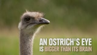 Animal Facts That You Can't Un-Know