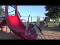 Dog Takes Puppy on Journey in Shopping Cart: Cute Dog Maymo and Puppy Penny