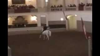 Austria   Lipizzaners