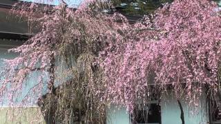 2014年4月24日　角館の桜　開花状況-5