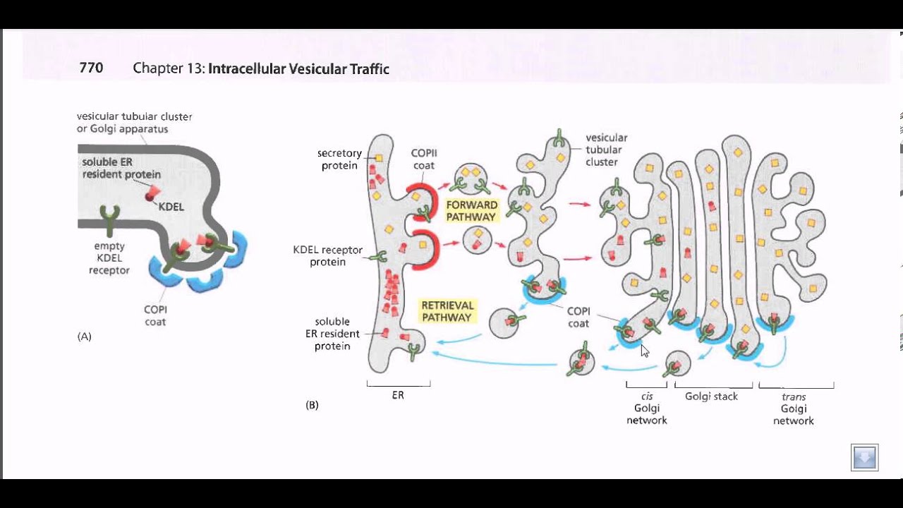 Protein secretion pathway (ER to Golgi) - YouTube