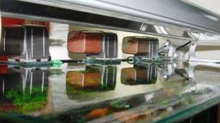 Aquário Plantado Automatizado (Automatic Aquarium)