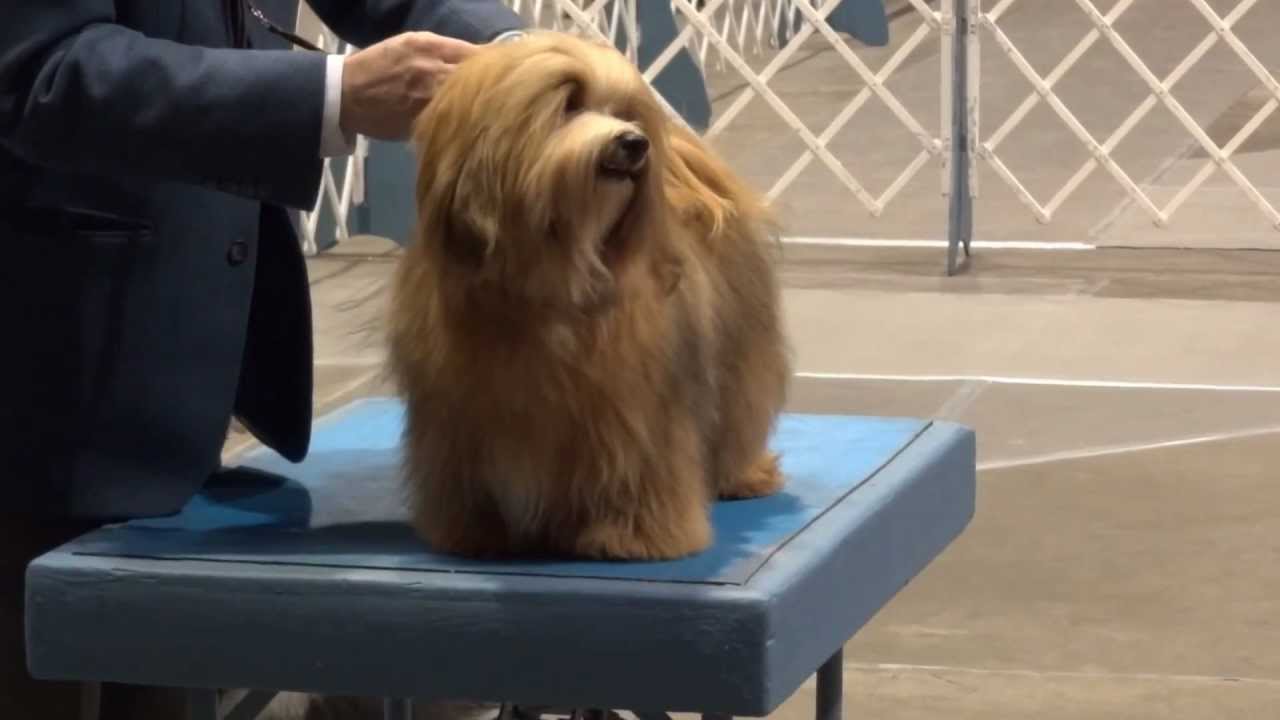 angelheart havanese angelheart havanese st joe mo 2 2 13 messi angelheart havanese angelheart havanese st joe mo 2 2 13 messi
