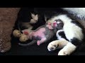 Sleeping Dancing Kitty