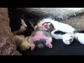 Sleeping Dancing Kitty