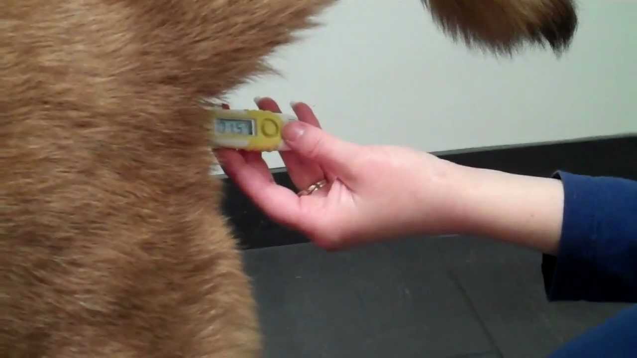 How to take your dog's temperature!.mp4 YouTube