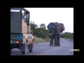 Машина против слона