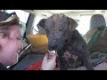 Rescuing Bethany - a sick, homeless dog's inspiring transformation (Please share)