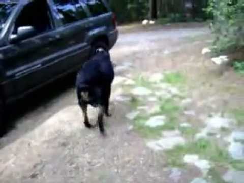 rottweiler hip dysplasia rottweiler with hip dysplasia and dysplasia serious mobility problems for rottweiler hip dysplasia rottweiler with hip dysplasia and dysplasia serious mobility problems for