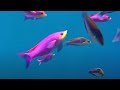 Coral reef fish danger