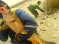 electrofish electrofish