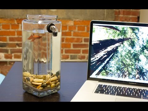 NoClean Aquariums - Betta Fish Tank NoClean Aquariums - Betta Fish Tank