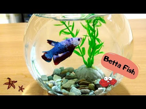 Blue Betta Fish (Ikan Cupang) in Small Tank