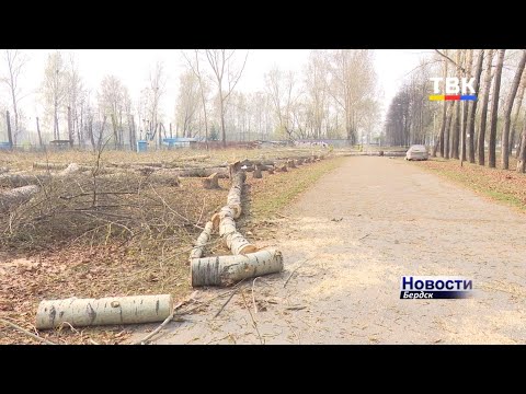 Начался спил деревьев в центральном парке Бердска Начался спил деревьев в центральном парке Бердска
