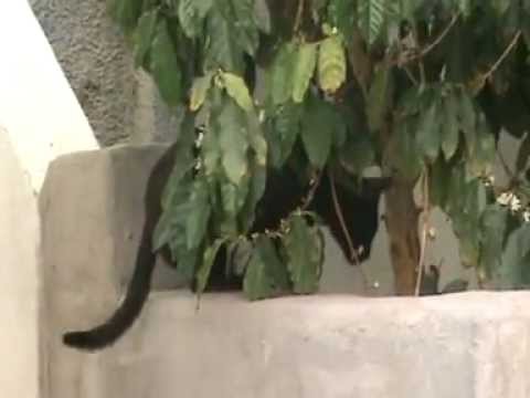 berbuat mesum di pohon copy - YouTube