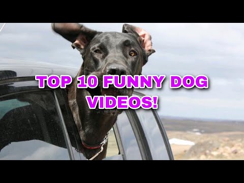 Top 10 Funny Dog Videos! (2020)