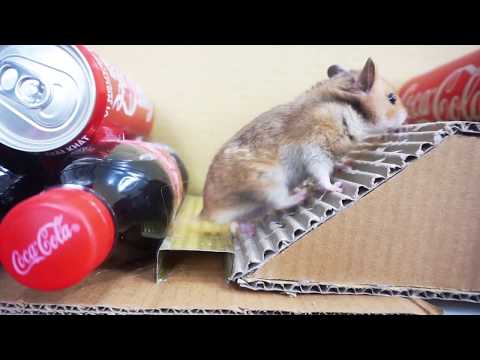 My Funny Pet Hamster takes on the COCA COLA Obstacle Course maze
