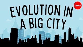 TEDTalks: Evolution In A Big City TEDTalks: Evolution In A Big City
