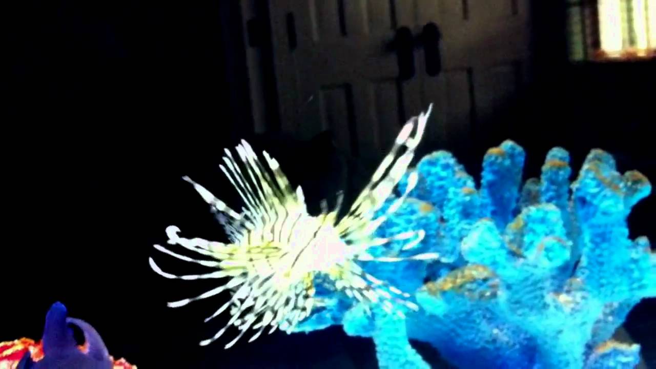 aquascape qatar saltwater fish tanks on youtube dave s marine fish tank aquascape qatar saltwater fish tanks on youtube dave s marine fish tank