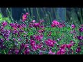 Espaderos-Mi video
